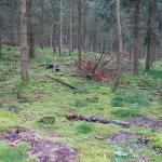 Rando dans le parc du Morvan - bivouac dans la forêt