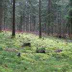 Rando dans le parc du Morvan - bivouac dans la forêt
