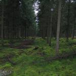 Rando dans le parc du Morvan - bivouac dans la forêt