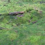 Rando dans le parc du Morvan - bivouac dans la forêt