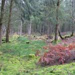 Rando dans le parc du Morvan - bivouac dans la forêt
