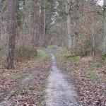 Sur les bords de Seine et en forêt
