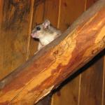 Dolomites - Zita, San Sebastiano - De l\'abri La Vareta au chalet Angelini