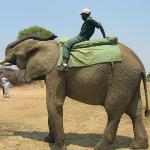 Zimbabwe - Parc animalier de Mwanga Lodge