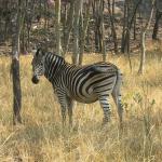 Zimbabwe - Parc animalier de Mwanga Lodge