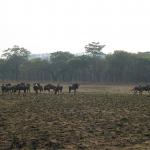 Zimbabwe - Parc animalier de Mwanga Lodge