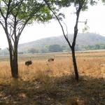 Zimbabwe - Parc animalier de Mwanga Lodge