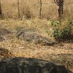 Zimbabwe - Parc animalier Lion and Cheetah Park