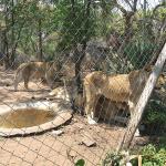 Zimbabwe - Parc animalier Lion and Cheetah Park