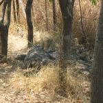 Zimbabwe - Parc animalier Lion and Cheetah Park