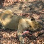 Zimbabwe - Parc animalier Lion and Cheetah Park