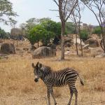 Zimbabwe - Parc animalier Lion and Cheetah Park