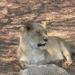 Zimbabwe - Parc animalier Lion and Cheetah Park