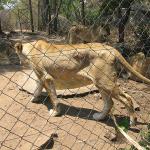 Zimbabwe - Parc animalier Lion and Cheetah Park