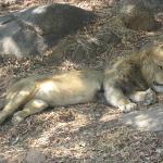 Zimbabwe - Parc animalier Lion and Cheetah Park
