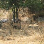 Zimbabwe - Parc animalier Lion and Cheetah Park