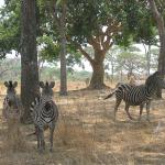 Zimbabwe - Parc animalier Lion and Cheetah Park