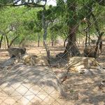 Zimbabwe - Parc animalier Lion and Cheetah Park