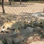 Zimbabwe - Parc animalier Lion and Cheetah Park