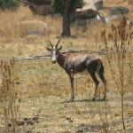 Zimbabwe - Parc animalier Lion and Cheetah Park