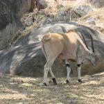 Zimbabwe - Parc animalier Lion and Cheetah Park