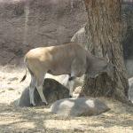 Zimbabwe - Parc animalier Lion and Cheetah Park