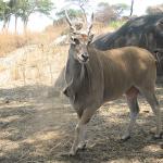 Zimbabwe - Parc animalier Lion and Cheetah Park