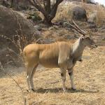 Zimbabwe - Parc animalier Lion and Cheetah Park
