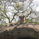 Zimbabwe - Parc animalier Lion and Cheetah Park