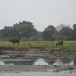 Zimbabwe - Canoë sur le Zambèze entre Kariba et Mana Pools - Jour 5
