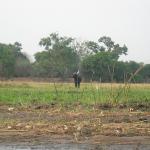 Zimbabwe - Canoë sur le Zambèze entre Kariba et Mana Pools - Jour 5