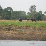 Zimbabwe - Canoë sur le Zambèze entre Kariba et Mana Pools - Jour 5