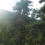 Marche en forêt et ballade \"naturaliste\" au Péchadour près d\'Alleyras