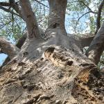 Zimbabwe - Parc naturel de Mana Pools