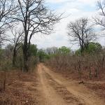Zimbabwe - Parc naturel de Mana Pools