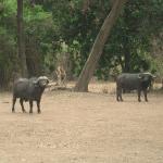 Zimbabwe - Parc naturel de Mana Pools