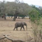 Zimbabwe - Parc naturel de Mana Pools