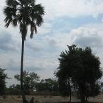 Zimbabwe - Parc naturel de Mana Pools