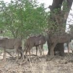 Zimbabwe - Parc naturel de Mana Pools