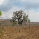 Zimbabwe - Parc naturel de Mana Pools