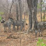 Zimbabwe - Parc naturel de Mana Pools