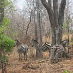 Zimbabwe - Parc naturel de Mana Pools