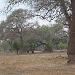 Zimbabwe - Parc naturel de Mana Pools
