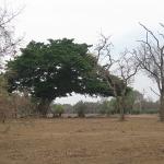 Zimbabwe - Parc naturel de Mana Pools