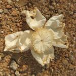 Zimbabwe - Parc naturel de Mana Pools