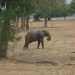 Zimbabwe - Parc naturel de Mana Pools
