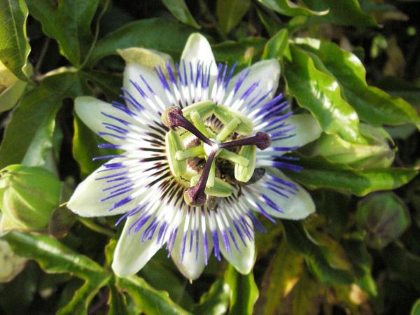 Week-end dans le Morvan : Chalaux, visite de Vézelay - Fleur de passiflore