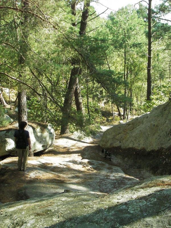 Forêt des trois pignons à Fontainebleau. Parcours des 25 bosses.