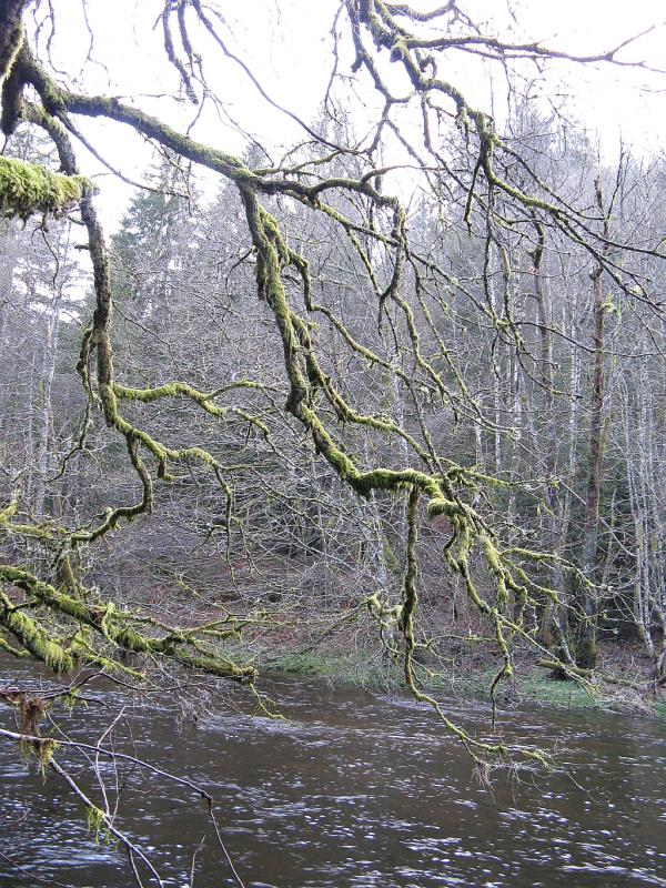 Rando dans le parc du Morvan - vallée de la Cure (la Truite)