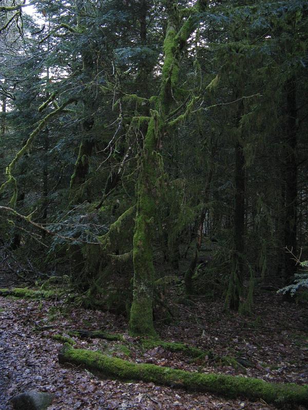 Rando dans le parc du Morvan - vallée de la Cure (la Truite)
